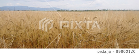 実りの大麦 豊穣イメージ ワイド2 実りの大麦 豊穣イメージ ワイド2 89800120