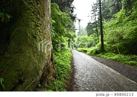 小雨降る新緑の参道　苔むす大木と新緑の間を進む急な登り坂 89800213