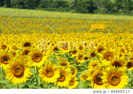 夏の北海道　北竜町　広大なひまわり畑 89800217