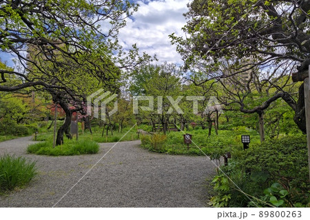 向島百花園　東京都墨田区東向島　都立庭園　草本類を多数栽培   池    泉　園路   建物　石碑 89800263