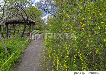 向島百花園　東京都墨田区東向島　都立庭園　草本類を多数栽培   池    泉　園路   建物　石碑 89800280