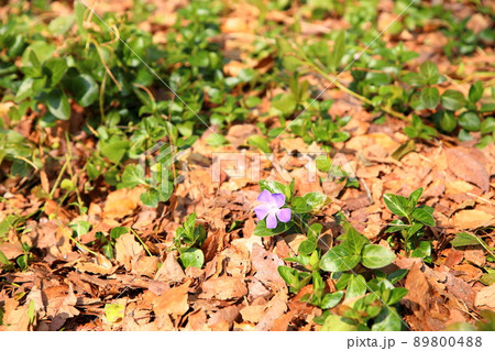 ツルニチニチソウの花 ツルニチニチソウの花 89800488