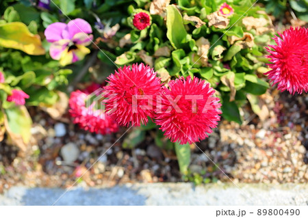 デイジーの花 デイジーの花 89800490