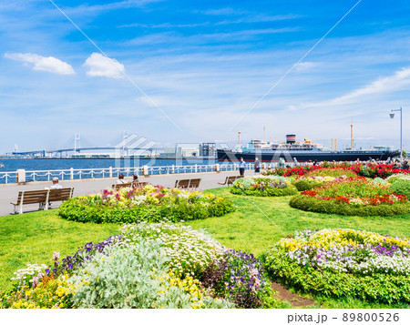 横浜　山下公園とベイブリッジ 89800526