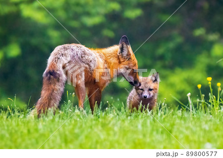 Cute brown mother fox grooming her baby pup in the forest 89800577