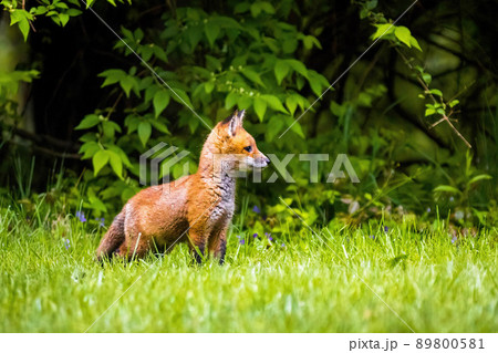 Cute brown fox pup close up portrait in the wild forest 89800581
