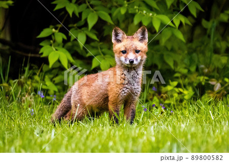 Cute brown fox pup close up portrait in the wild forest Cute brown fox pup close up portrait in the wild forest 89800582