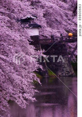 霞城公園の大手門の桜 89800663
