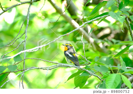 野鳥 雄のキビタキ 野鳥 雄のキビタキ 89800752