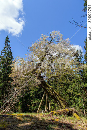カスミザクラの古木 秋田県 カスミザクラの古木 秋田県 89800795