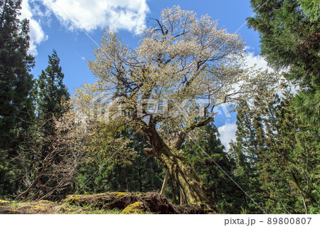 カスミザクラの古木　秋田県 89800807