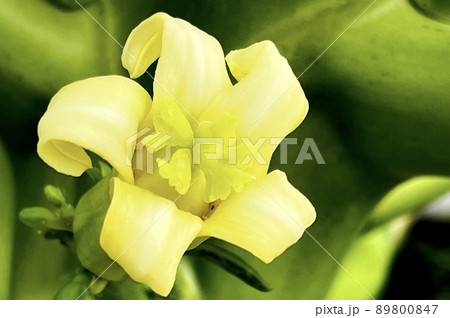 沖縄 那覇市内の公園に咲くパパイヤの花 89800847