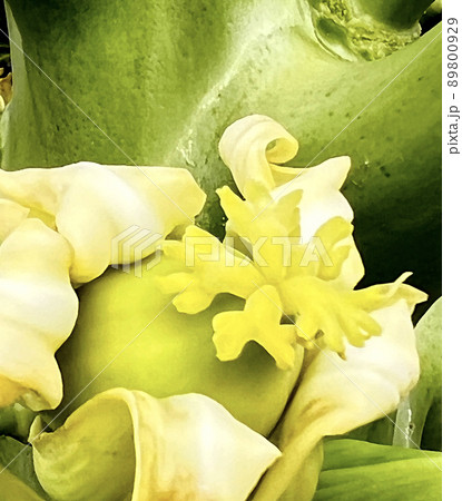 沖縄 那覇市内の公園に咲くパパイヤの花 89800929