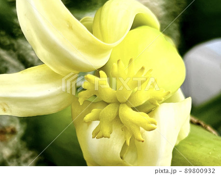 沖縄 那覇市内の公園に咲くパパイヤの花 89800932