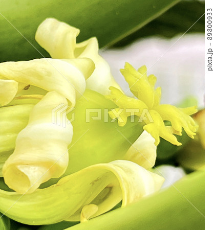 沖縄 那覇市内の公園に咲くパパイヤの花 89800933