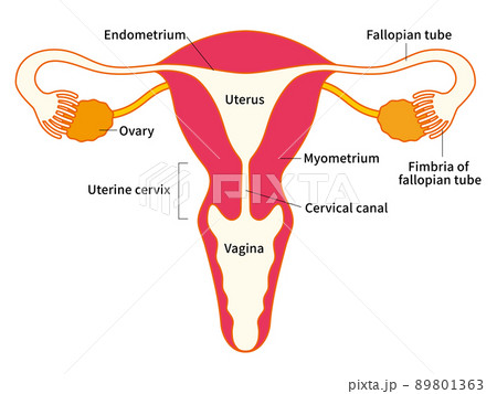 子宮と卵巣のメディカルイラスト 英語の名前入りのイラスト素材