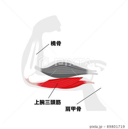 上腕の筋肉構造 (上腕三頭筋) 図解ベクターイラスト 89801719