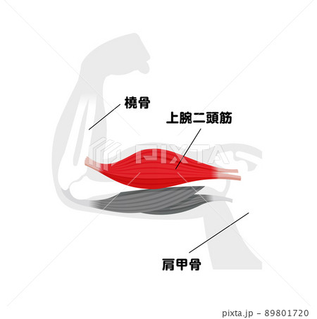 上腕の筋肉構造 (上腕二頭筋) 図解ベクターイラスト 89801720