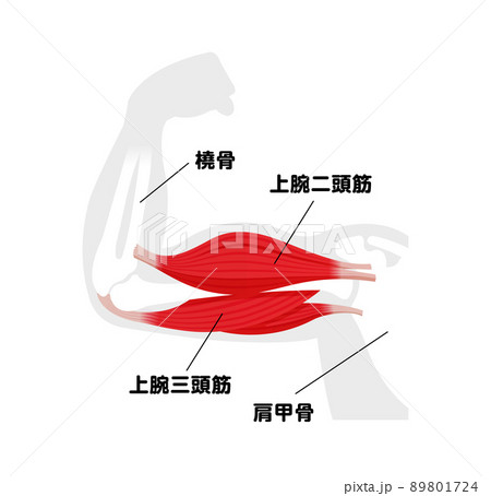 上腕の筋肉構造 (上腕二頭筋・上腕三頭筋) 図解ベクターイラスト 89801724