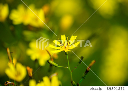 花苦菜 花苦菜 89801851