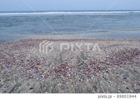 浜辺に打ち上げられた貝殻 89801944