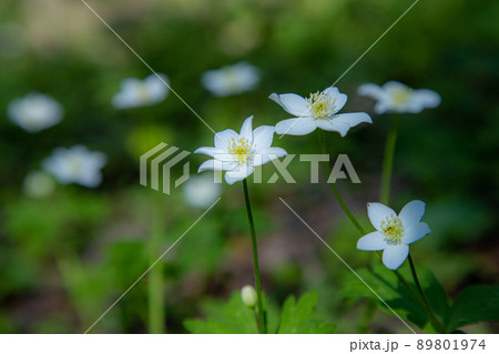 ニリンソウ ニリンソウ 89801974