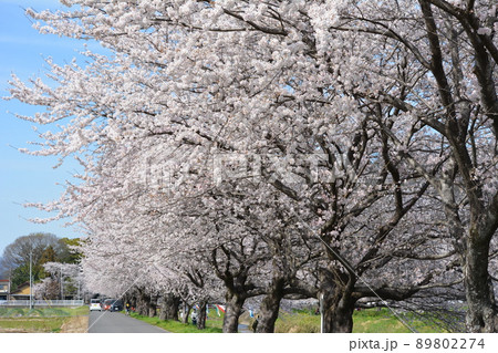 岐阜市西郷板屋川沿いに咲く満開のサクラ 89802274