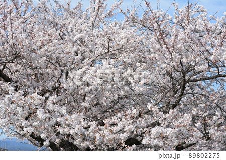 岐阜市西郷板屋川沿いに咲く満開のサクラ 89802275