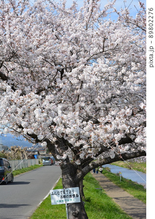 岐阜市西郷板屋川沿いに咲く満開のサクラ 89802276