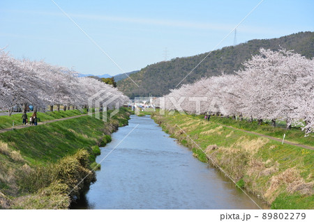 岐阜市西郷板屋川沿いに咲く満開のサクラと川上には鯉のぼり 89802279