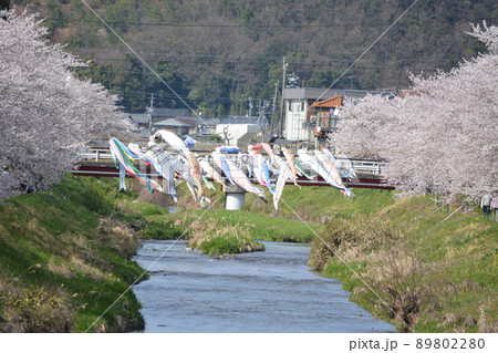 岐阜市西郷板屋川沿いに咲く満開のサクラと鯉のぼり 89802280