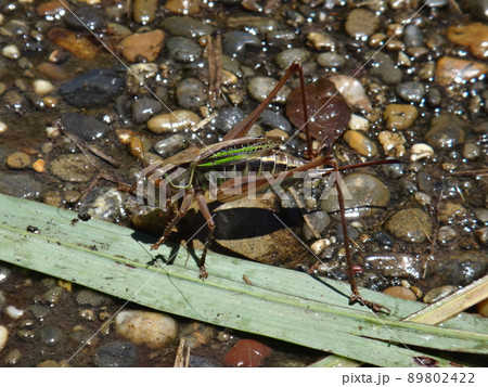 獲物を捕らえたヒガシキリギリス 89802422