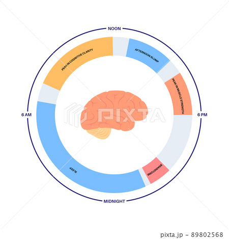 Sleep wake cycle 89802568