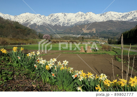 残雪の北アルプスを望む白馬村野平の一本桜 89802777
