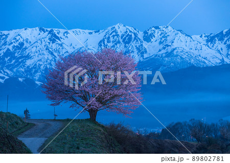 ブルーモーメントの北アルプスと一本桜 89802781