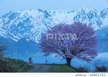 早朝の北アルプスと野平の一本桜 89802783