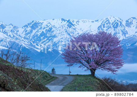 早朝の野平の一本桜と残雪の北アルプス 早朝の野平の一本桜と残雪の北アルプス 89802784