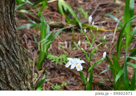 シャガの花と蕾 89802871