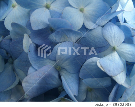 青いアジサイの花のクローズアップ 青いアジサイの花のクローズアップ 89802988