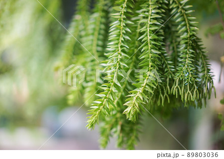 tree and green leaf with blur background. 89803036
