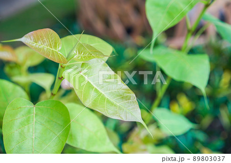 tree and green leaf with blur background. 89803037