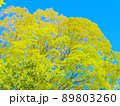 快晴に映える新録 89803260
