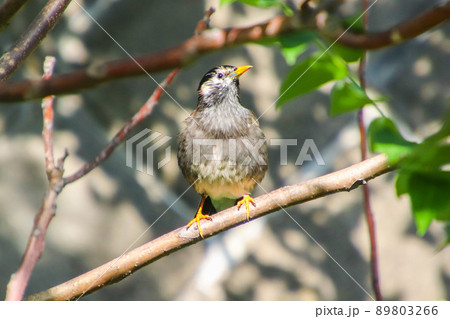 枝に止まるムクドリ 89803266