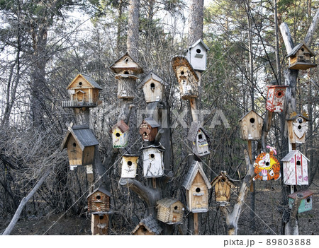 Many birdhouses are hung on trees in the spring forest Many birdhouses are hung on trees in the spring forest 89803888