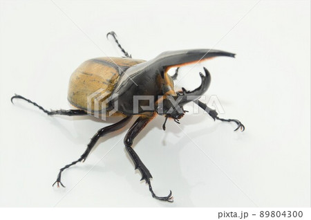 ヘラクレスオオカブトのヘラクレスヘラクレス　白背景 89804300