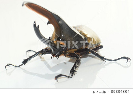 ヘラクレスオオカブトのヘラクレスヘラクレス　白背景 89804304