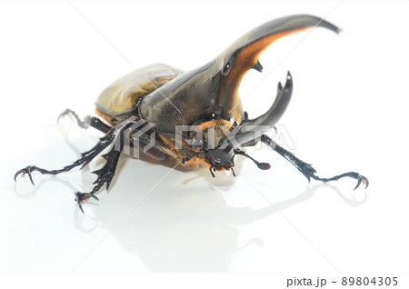 ヘラクレスオオカブトのヘラクレスヘラクレス　白背景 89804305