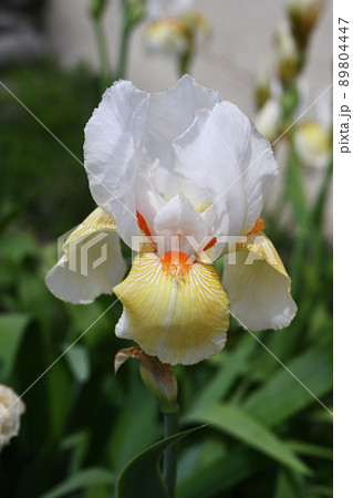 ジャーマンアイリス 89804447