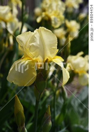 ジャーマンアイリス 89804454