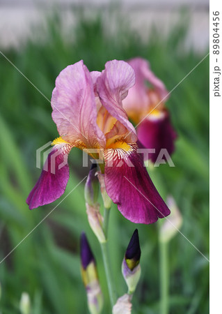 ジャーマンアイリス 89804456